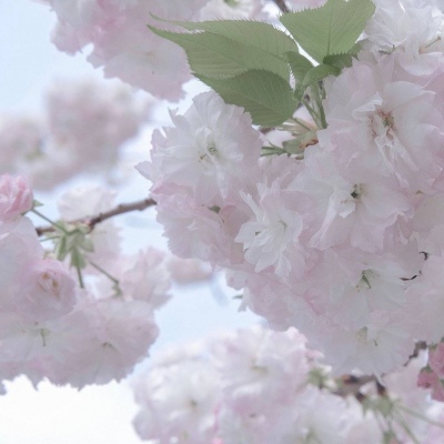 西充福瑞交流群